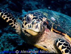 Green turtle. Canon 40D, Sigma 50 mm macro. by Alexander Nikolaev 